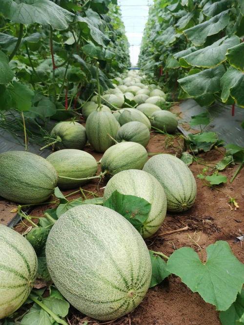 东北吃瓜,吃瓜群众的美食盛宴