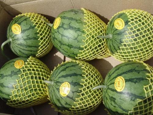 准备吃瓜的照片,一起“吃瓜”度清凉！