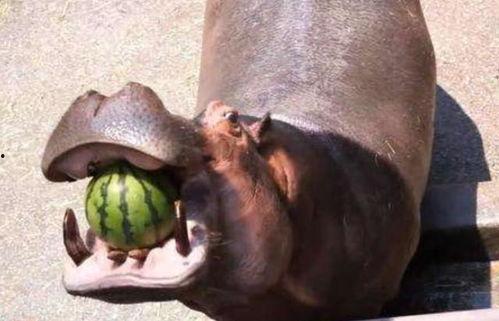 河马吃大王瓜视频,趣味横生吃瓜盛宴
