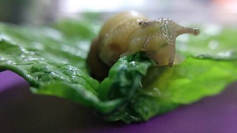 蜗牛奶吃瓜,探寻网红美食背后的故事