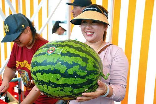 吃瓜的乐趣,揭秘吃瓜群众的狂欢盛宴