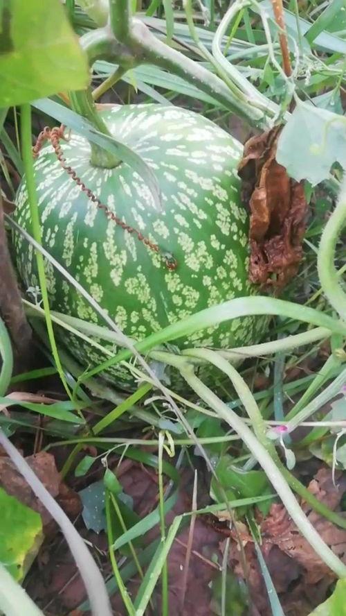 韦神吃瓜反应,反应太真实!