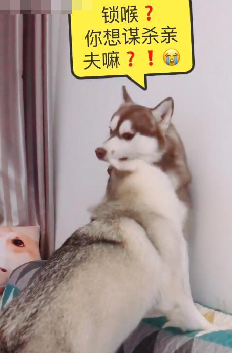 带你吃瓜封印哈士奇,封印哈士奇背后的神秘故事