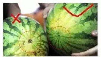 福州吃瓜视频,一网打尽本地美食风情