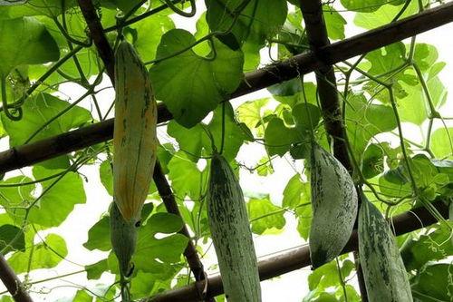 老鼠吃瓜梗,一场意外的瓜田趣事