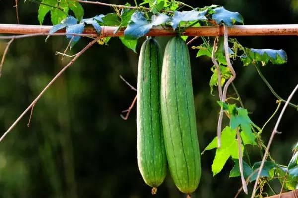 惠安吃瓜事件,一场引发社会热议的网络风波