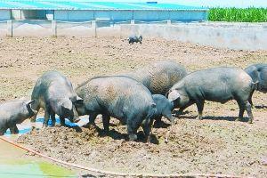 黑瓜吃猪,黑瓜与猪的奇幻冒险之旅